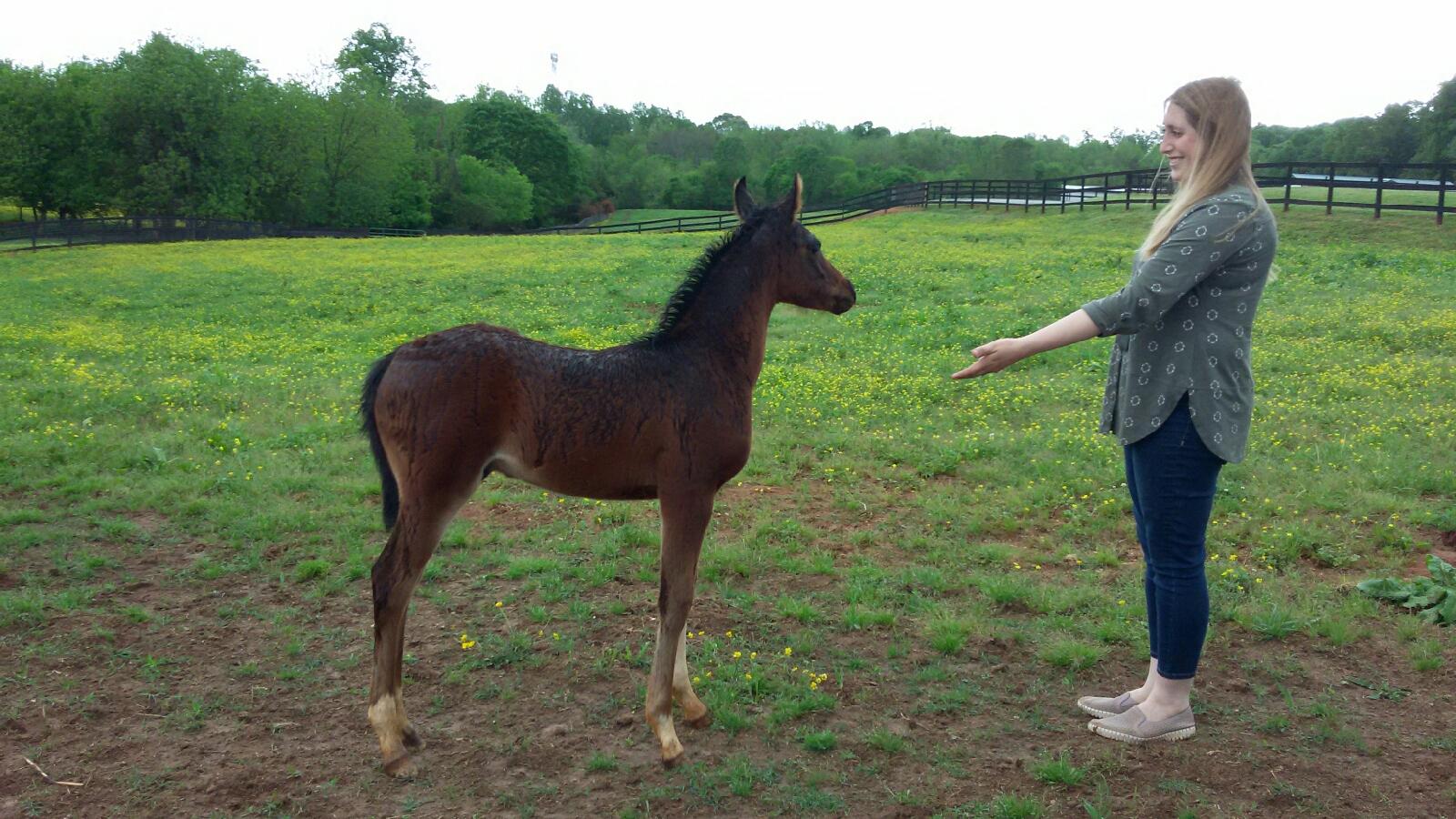 Baby foals are cute too