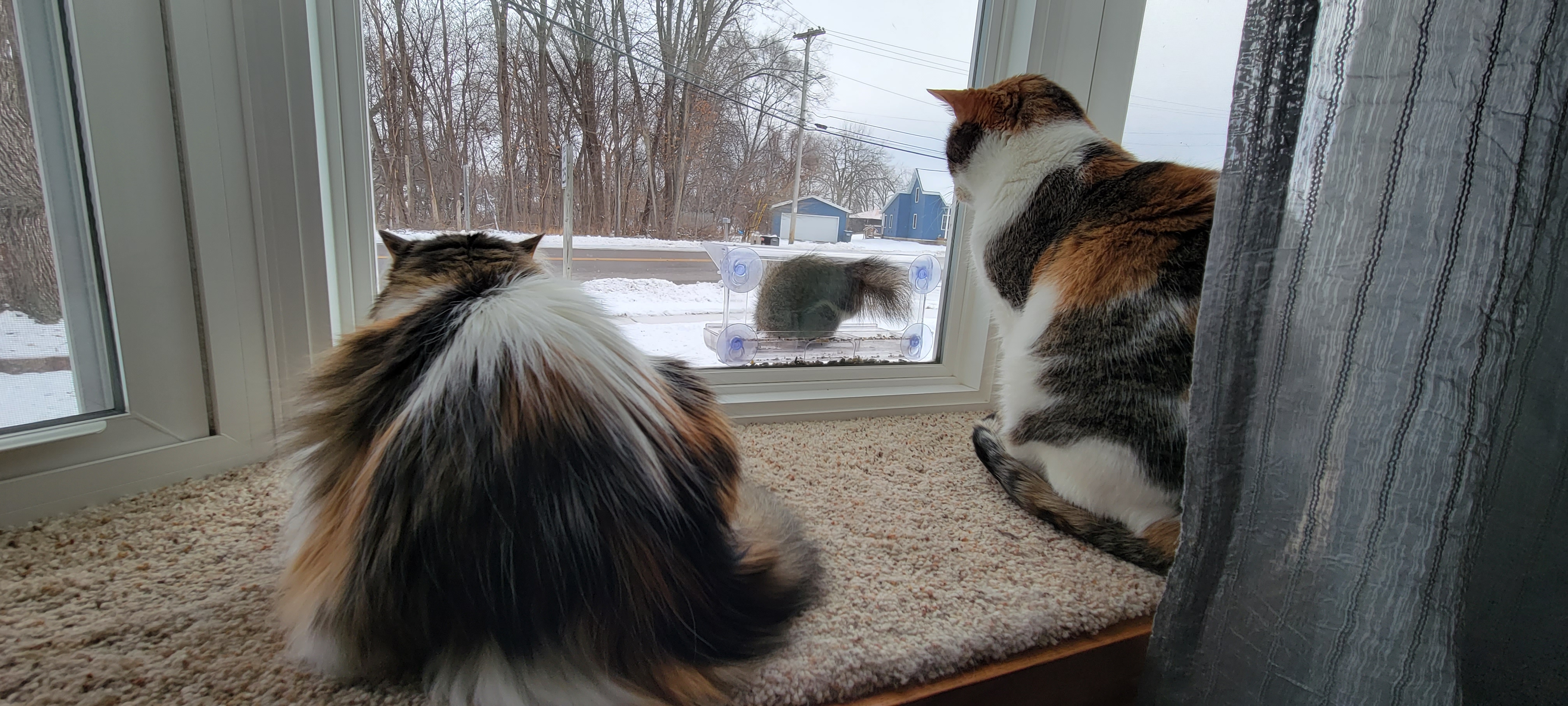 We have a bird feeder on our front window for the birds to give our cats some entertainment.